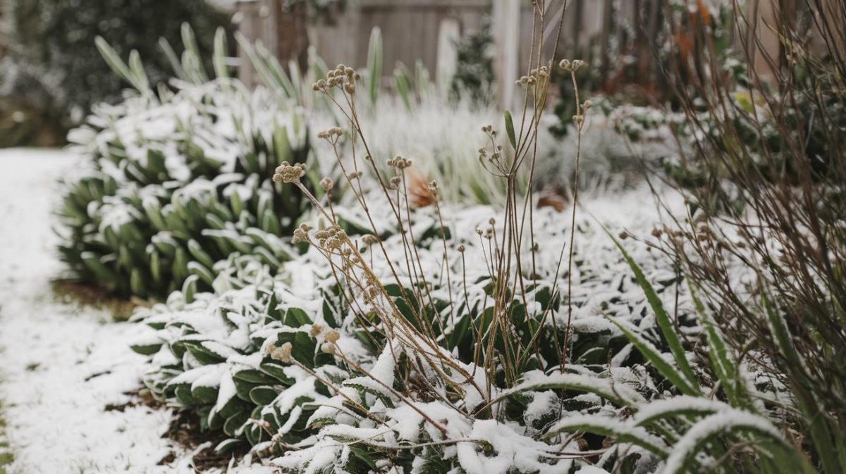 évaluer les mauvaises herbes en hiver : stratégies et conseils pour votre jardin