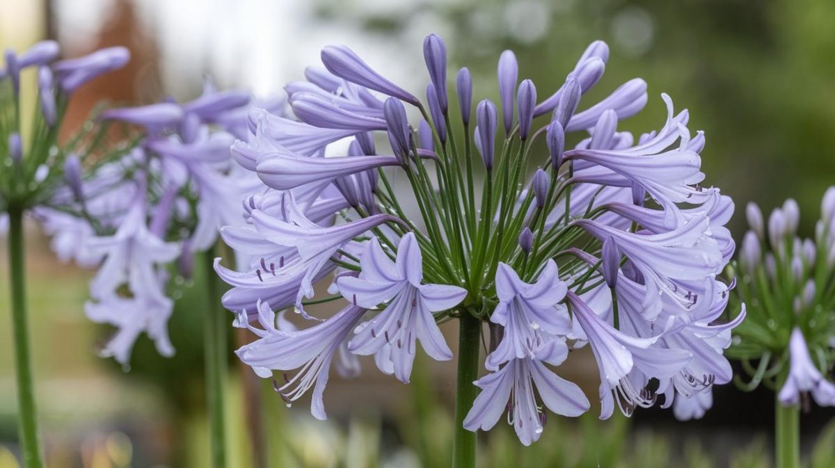 La période charnière pour vos agapanthes : les soins essentiels à apporter