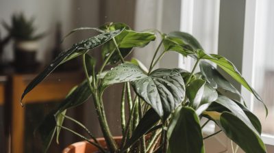 Maximisez l'usage de l'eau à la maison pour le bien-être de vos plantes